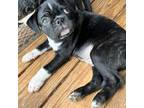 Boston Terrier Puppy for sale in Canton, NC, USA
