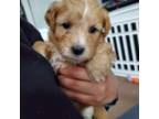 Cavapoo Puppy for sale in Bellevue, PA, USA