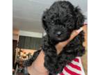 Cavapoo Puppy for sale in Bellevue, PA, USA