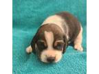Beagle Puppy for sale in Harpers Ferry, IA, USA