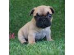 French Bulldog Puppy for sale in Burlington, WI, USA