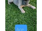 French Bulldog Puppy for sale in Menifee, CA, USA