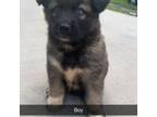 German Shepherd Dog Puppy for sale in Chester, SC, USA