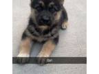 German Shepherd Dog Puppy for sale in Chester, SC, USA