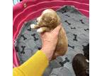 Schnauzer (Miniature) Puppy for sale in Lake Charles, LA, USA