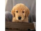 Golden Retriever Puppy for sale in Bradenton, FL, USA