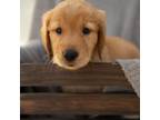 Golden Retriever Puppy for sale in Bradenton, FL, USA