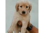 Golden Retriever Puppy for sale in Bradenton, FL, USA