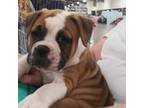 Olde English Bulldogge Puppy for sale in Hickory Flat, MS, USA