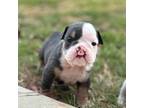 Bulldog Puppy for sale in Forsyth, GA, USA