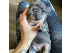 French Bulldog Puppy for sale in Shasta Lake, CA, USA