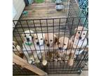 Golden Retriever Puppy for sale in Roanoke, VA, USA