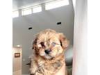 Pomeranian Puppy for sale in Duvall, WA, USA