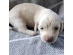 Dachshund Puppy for sale in Ward, AR, USA