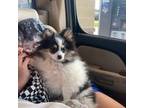 Pomeranian Puppy for sale in Iola, TX, USA