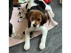 Beagle Puppy for sale in Amsterdam, NY, USA