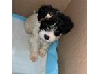 Shorkie Tzu Puppy for sale in Cleveland, OH, USA