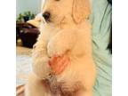 Golden Retriever Puppy for sale in Apple Valley, CA, USA