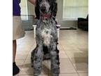 Mutt Puppy for sale in North Fort Myers, FL, USA