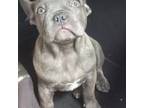 French Bulldog Puppy for sale in Plantation, FL, USA