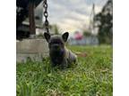 French Bulldog Puppy for sale in Chinquapin, NC, USA