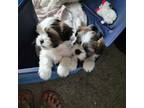 Shih Tzu Puppy for sale in College Station, TX, USA
