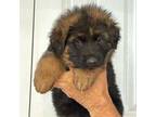 German Shepherd Dog Puppy for sale in West Covina, CA, USA