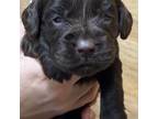 Boykin Spaniel Puppy for sale in Marshville, NC, USA