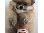 Pomeranian Puppy for sale in Lawrenceville, GA, USA