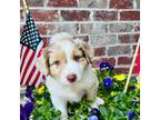 Mutt Puppy for sale in Senoia, GA, USA