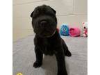 Chinese Shar-Pei Puppy for sale in Columbia, MS, USA