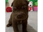 Chinese Shar-Pei Puppy for sale in Columbia, MS, USA