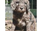 Goldendoodle Puppy for sale in Wellington, OH, USA