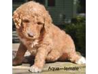 Goldendoodle Puppy for sale in Wellington, OH, USA