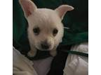 Chihuahua Puppy for sale in Norton, MA, USA