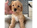 Mutt Puppy for sale in Baytown, TX, USA