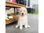 Mutt Puppy for sale in Baytown, TX, USA