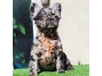 French Bulldog Puppy for sale in Antioch, CA, USA