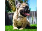 French Bulldog Puppy for sale in Antioch, CA, USA