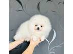 Pomeranian Puppy for sale in Flushing, NY, USA