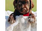 German Wirehaired Pointer Puppy for sale in Cordele, GA, USA