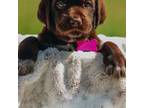 German Wirehaired Pointer Puppy for sale in Cordele, GA, USA