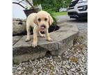 Labrador Retriever Puppy for sale in Burghill, OH, USA