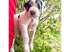 Great Dane Puppy for sale in Elko, NV, USA