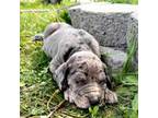 Great Dane Puppy for sale in Elko, NV, USA