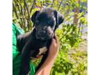 Great Dane Puppy for sale in Elko, NV, USA