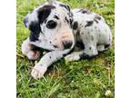 Great Dane Puppy for sale in Elko, NV, USA