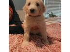 Goldendoodle Puppy for sale in Guyton, GA, USA