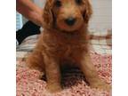 Goldendoodle Puppy for sale in Guyton, GA, USA