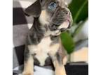 French Bulldog Puppy for sale in Lake Oswego, OR, USA
